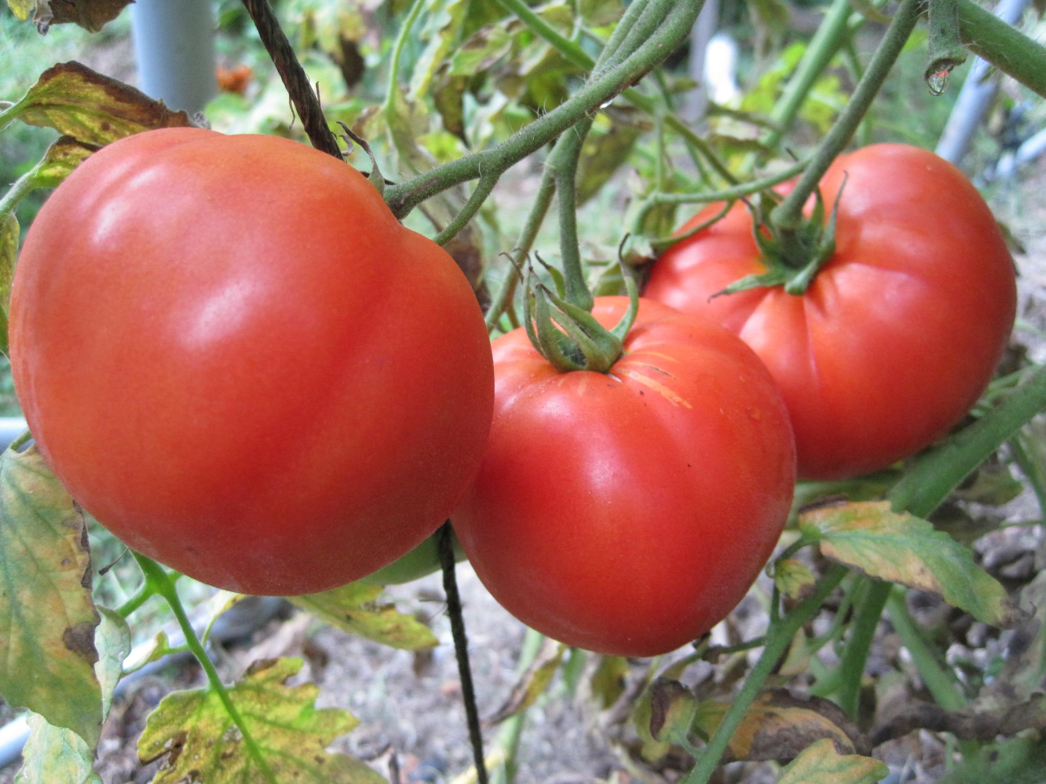 how-to-grow-brandywine-tomatoes-backyard-gardeners-network